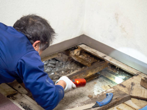 Mold Removal Process in Slatington, PA