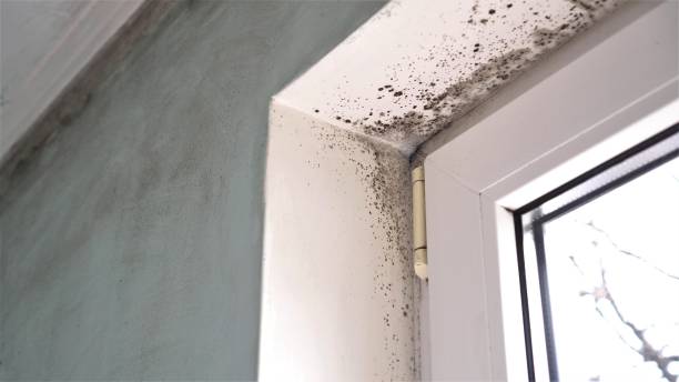 Best Office Mold Removal Services  in Slatington, PA