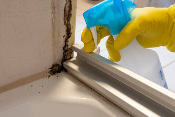 Trusted Slatington, PA Mold Removal Experts