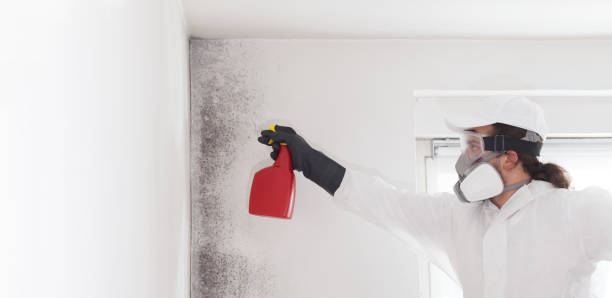 Best Mold Damage Repair  in Slatington, PA