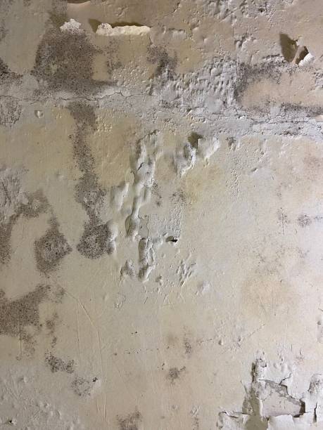 Best Emergency Mold Removal  in Slatington, PA