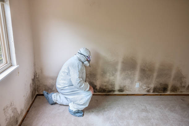 Mold Removal and Inspection in Slatington, PA