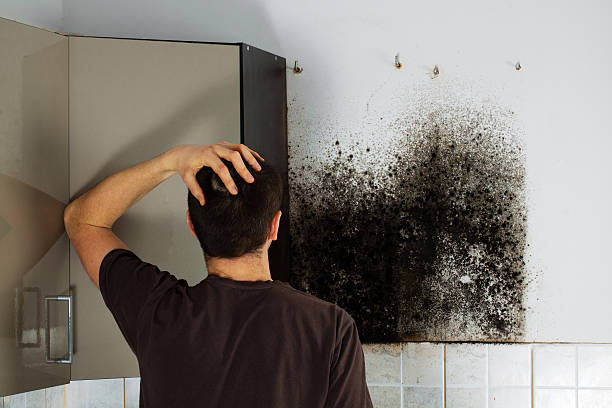 Best Mold Removal Process  in Slatington, PA