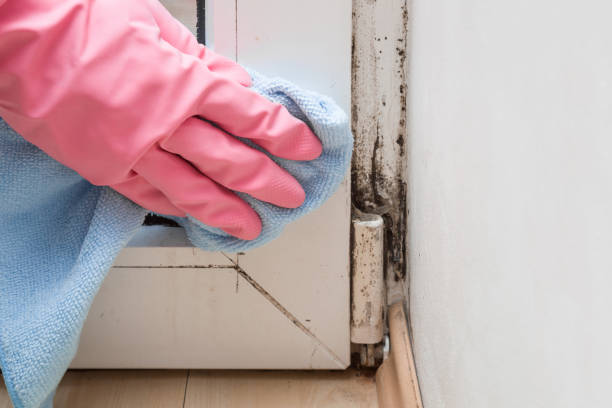 Best Mold Damage Repair  in Slatington, PA